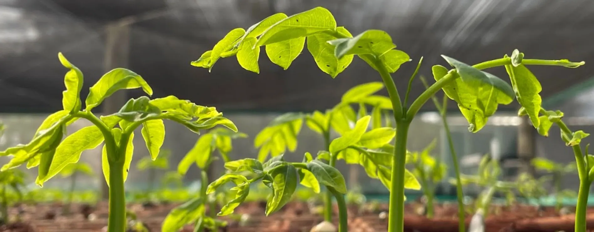 Plants